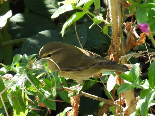 Mosquitero común (Phylloscopus collybita)