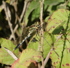 Chalcolestes parvidens