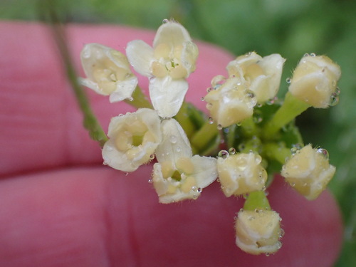 Image of Gnidia chrysophylla by (c) Nicola van Berkel, some rights reserved (CC BY-SA)