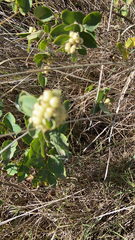Symphoricarpos occidentalis