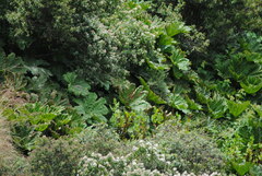 Gunnera apiculata