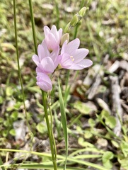 Ixia orientalis