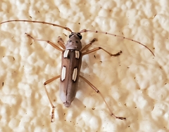 Eburia