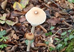 Macrolepiota mastoidea