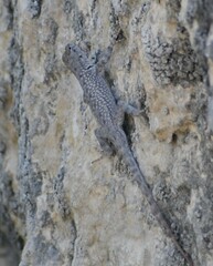 Sceloporus merriami