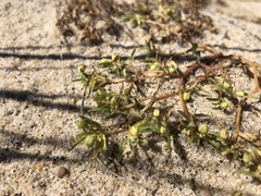 Euphorbia polygonifolia