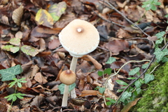Macrolepiota mastoidea