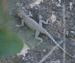 Sceloporus merriami