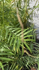 Sanguisorba parviflora