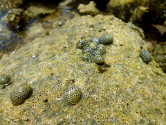 Nerita tessellata