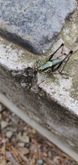 Eupholidoptera schmidti