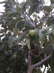 Psidium guajava