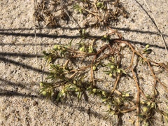 Euphorbia polygonifolia