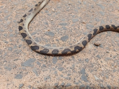 Leptodeira ashmeadii