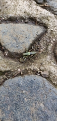 Eupholidoptera schmidti