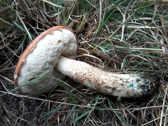 Leccinum aurantiacum