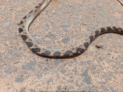 Leptodeira ashmeadii