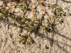 Euphorbia polygonifolia