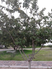 Psidium guajava