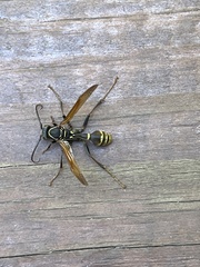 Mischocyttarus flavitarsis