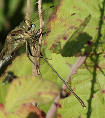 Chalcolestes parvidens