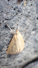 Achyra nudalis