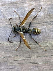 Mischocyttarus flavitarsis