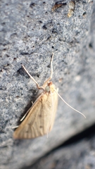Achyra nudalis
