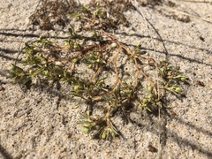 Euphorbia polygonifolia