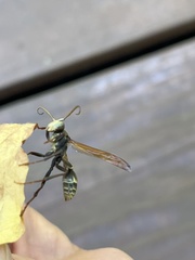 Mischocyttarus flavitarsis