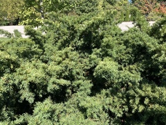Taxus cuspidata
