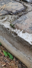 Eupholidoptera schmidti