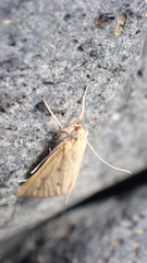 Achyra nudalis