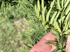 Taxus cuspidata