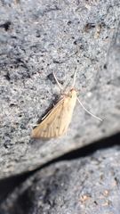 Achyra nudalis