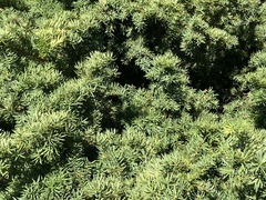 Taxus cuspidata