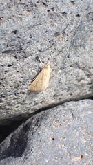 Achyra nudalis