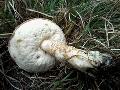 Leccinum aurantiacum