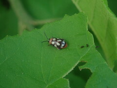 Omophoita simulans