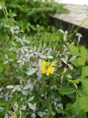 Erysiphe trifoliorum