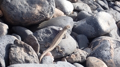 Chioninia spinalis salensis