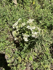 Parthenium