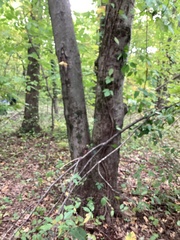 Carpinus caroliniana