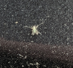 Macrosiphum euphorbiae