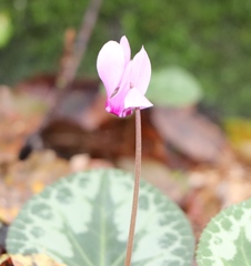 Cyclamen purpurascens