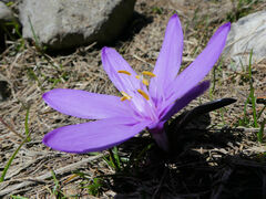 Colchicum bulbocodium