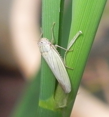 Cofana spectra