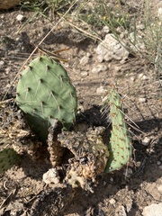 Opuntia cymochila