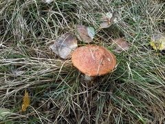 Leccinum aurantiacum