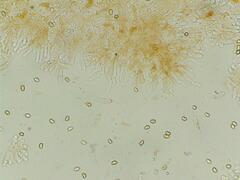 Simocybe centunculus